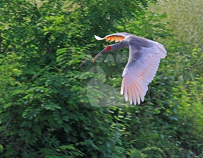 Wild Japanese Crested ibis (Nipponia nippon) in flight in China. A species that was brought to the brink of extinction. stock-image by Agami/Pete Morris,