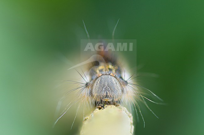 Euthrix potatoria - Drinker - Trinkerin, Germany (Baden-Württemberg), caterpillar stock-image by Agami/Ralph Martin,