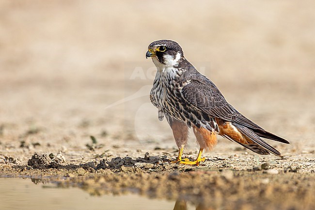 Eurasian hobby, seen at a slight angle from the front. stock-image by Agami/Onno Wildschut,