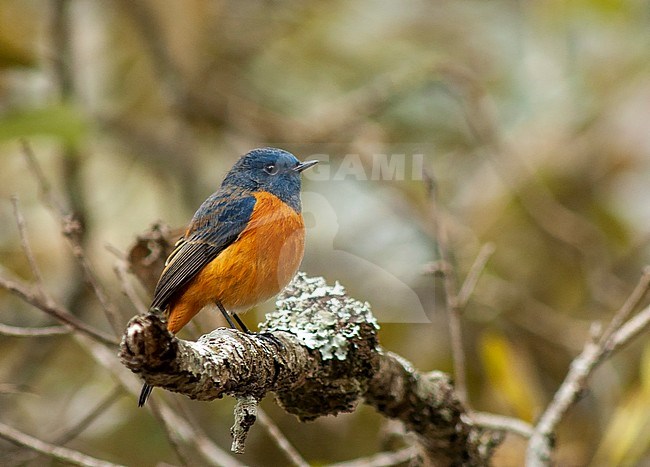 Wintering male Blue-fronted Redstart (Phoenicurus frontalis) in foothills of lower Himalayas. Perched on a branch. stock-image by Agami/Marc Guyt,