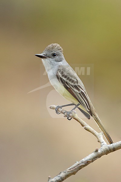 Adult Ash-throated Flycatcher (Myiarchus cinerascens) perched on a twig in Baja California Sur in Mexico. stock-image by Agami/Brian E Small,
