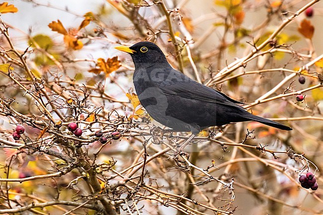 Male Eurasian Blackbird, Turdus merula, in Italy. stock-image by Agami/Daniele Occhiato,