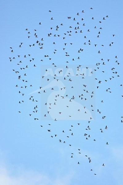 Common Wood Pigeon group flying; Houtduif groep vliegend stock-image by Agami/Markus Varesvuo,