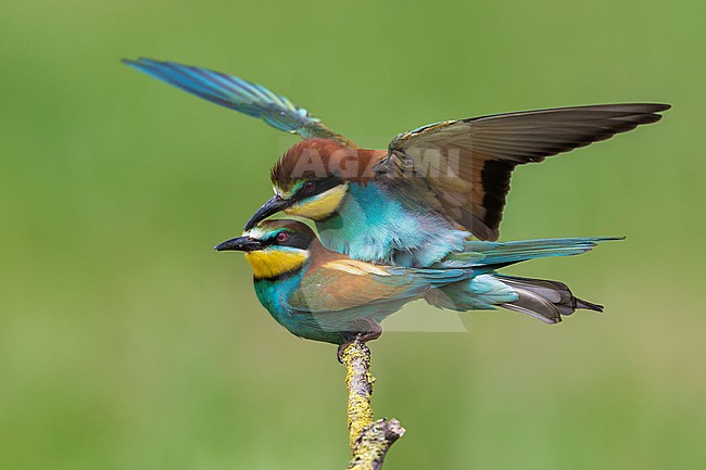 Bijeneter; Bee-eater stock-image by Agami/Daniele Occhiato,