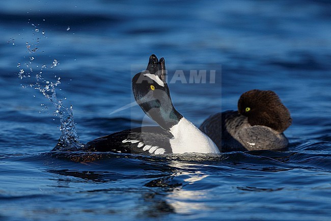 Barrow's Goldeneye (Bucephala islandica), adult male displaying in the water close to a female, Northeastern Region, Iceland stock-image by Agami/Saverio Gatto,