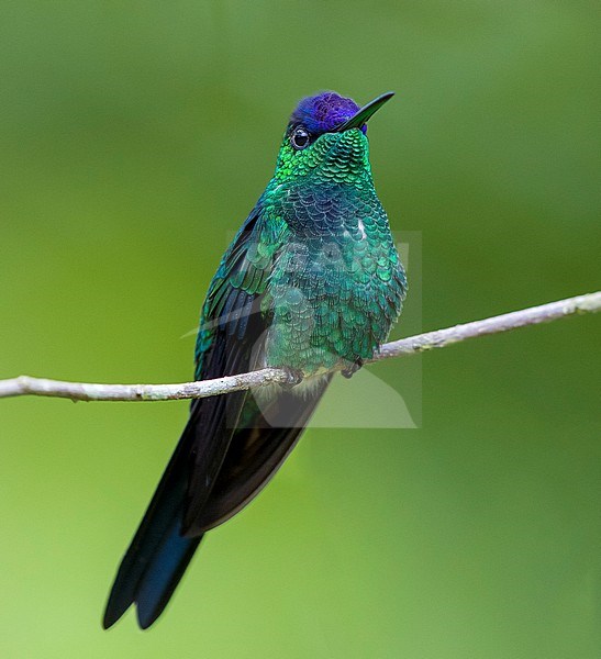 Male Violet-capped Woodnyph (Thalurania glaucopis) perched on a thin branch against a plain green background in tropical rainforest in southeast Brazil. stock-image by Agami/Nigel Voaden,