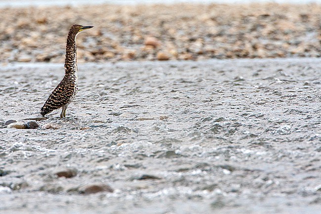 Fasciated tiger heron (Tigrisoma fasciatum) standing at rapids in the Madre de Dios river in Manu National. Prk, Amazonia,  Peru. stock-image by Agami/Marc Guyt,