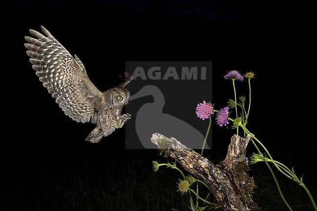 Eurasian Scops Owl (Otus scops scops) during the night in Italy. Landing on a stump of a tree surrounded by spring flowers. stock-image by Agami/Alain Ghignone,