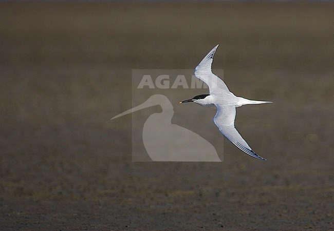  stock-image by Agami/Bas van den Boogaard,