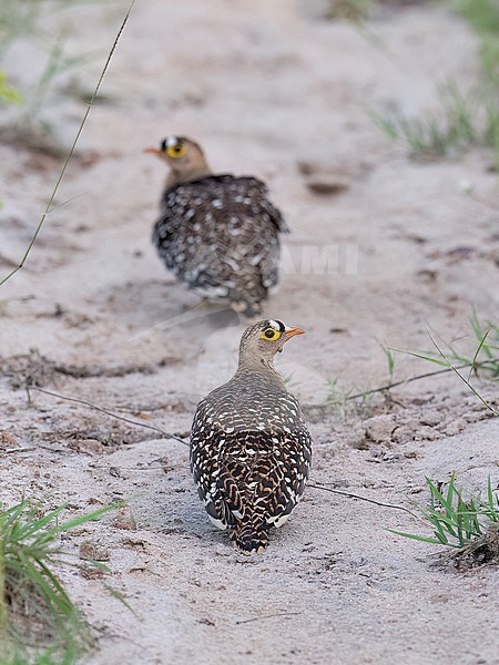 Back view of two male Double-banded Sandgrouses (Pterocles bicinctus) on the ground.South Africa stock-image by Agami/Markku Rantala,