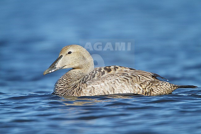 Common Eider (Somateria mollissima) swimming on a river in Churchill, Manitoba, Canada. stock-image by Agami/Glenn Bartley,
