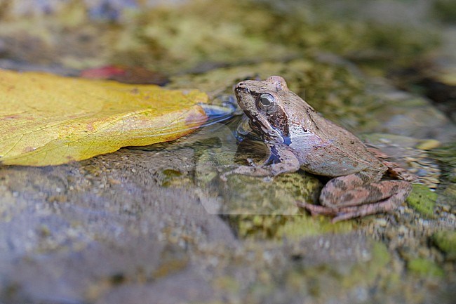 Italian Stream Frog (Rana italica), side view of an adult in the water, Campania, Italy stock-image by Agami/Saverio Gatto,