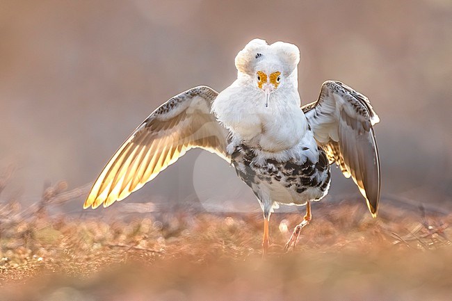 Adult male Ruff (Philomachus pugnax) in Norway. stock-image by Agami/Daniele Occhiato,