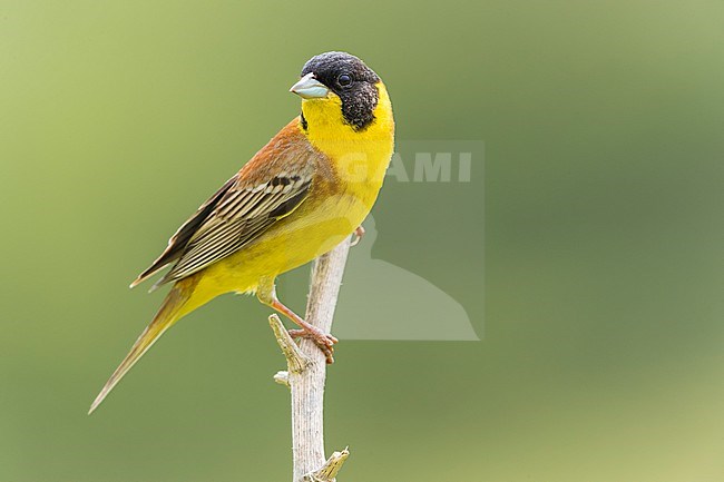 Male Black-headed Bunting (Emberiza melanocephala) in spring in Italy. Scarce vagrant. stock-image by Agami/Daniele Occhiato,