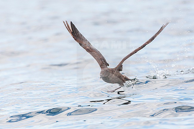 Sooty Shearwater, Puffinus griseus, off Cornwall, England. Worn bird in summer. stock-image by Agami/Marc Guyt,