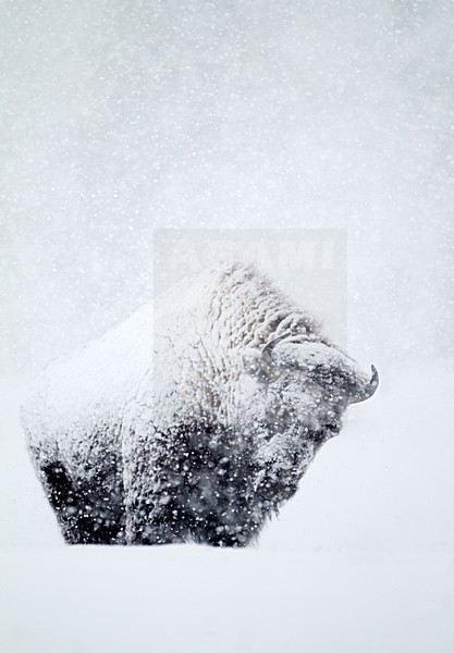 Amerikaanse bizon in de sneeuw, American bison in the snow stock-image by Agami/Danny Green,