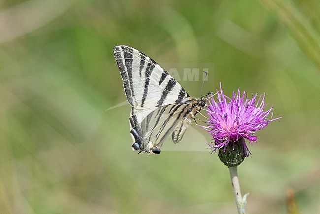 Scarce Swallowtail (Iphiclides podalirius), foraging on a purple flower, with vegetation producing a green background, in France. stock-image by Agami/Sylvain Reyt,