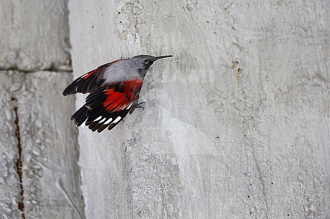 Rotskruiper; Wallcreeper stock-image by Agami/Chris van Rijswijk,