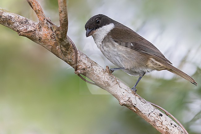Puerto Rican Tanager (Nesospingus speculiferus) Perched on a branch in Puerto Rico stock-image by Agami/Dubi Shapiro,