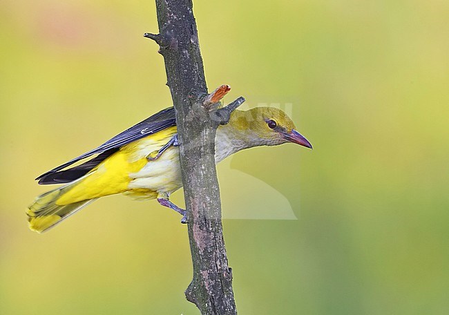 Golden Oriole Hungary May stock-image by Agami/Tomi Muukkonen,