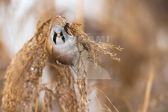 Baardman; Bearded Reedling; Panurus biarmicus stock-image by Agami/Alain Ghignone,