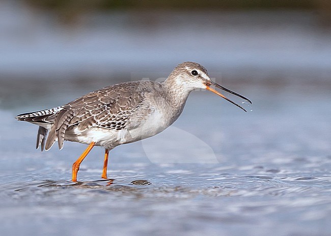 Spotted Redshank, Tringa erythropus in winter plumage is swallowing a little snail stock-image by Agami/Hans Germeraad,