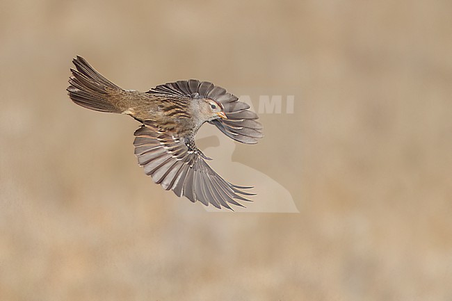 Immature
Santa Barbara Co., CA
November 2022 stock-image by Agami/Brian E Small,