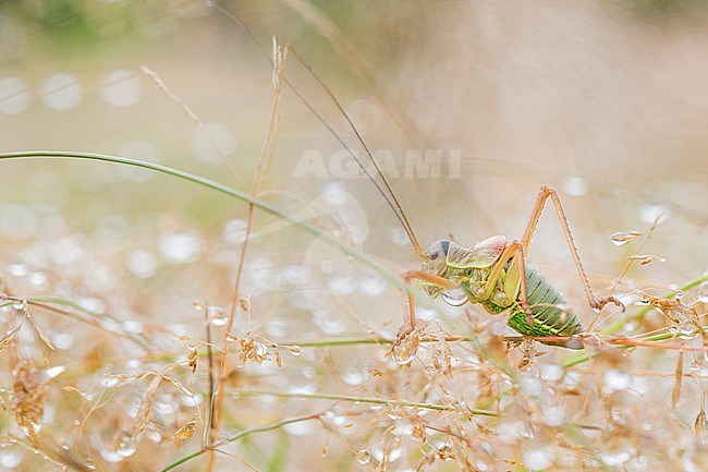 Saddle-backed bush-cricket, Ephippiger diurnus stock-image by Agami/Wil Leurs,
