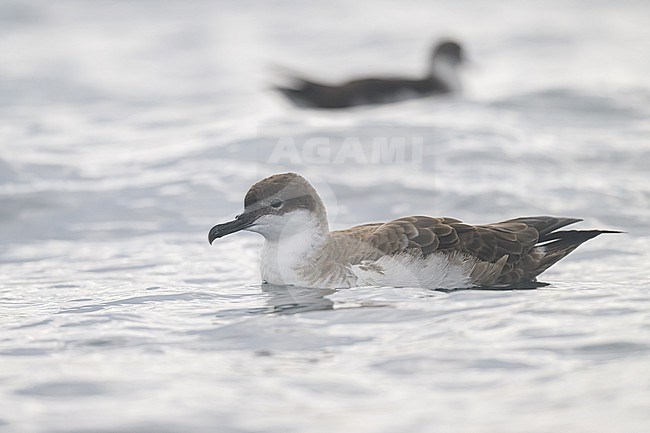 Great shearwater (Ardenna gravis), resting, with the sea as background. stock-image by Agami/Sylvain Reyt,