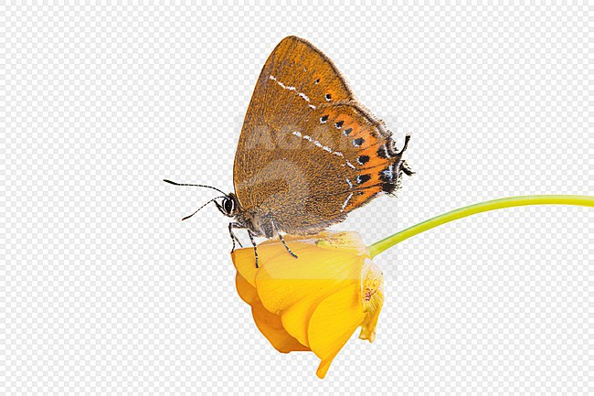 Black Hairstreak, Pruimenpage, Satyrium pruni stock-image by Agami/Wil Leurs,