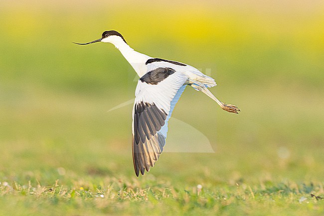  stock-image by Agami/Menno van Duijn,