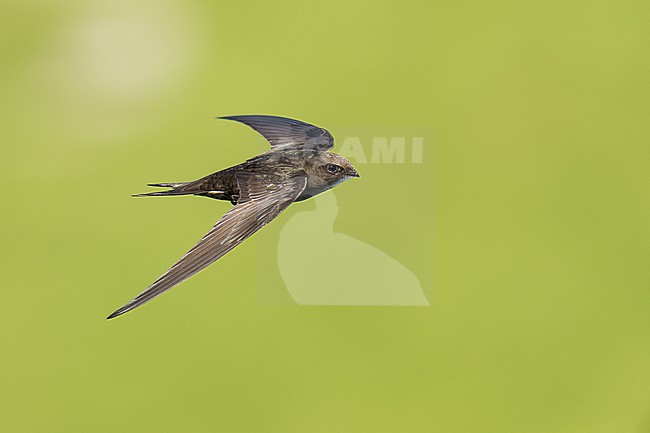 Common Swift (Apus apus) flying agains green background in Bulgaria. stock-image by Agami/Marcel Burkhardt,