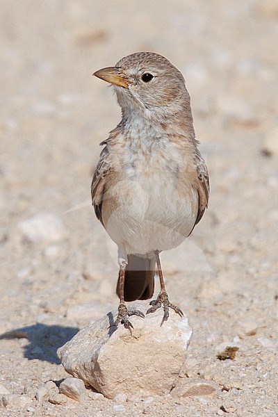 Desert Lark (Ammomanes deserti taimuri) taken the 24/02/2023 at Mascate - Oman. stock-image by Agami/Nicolas Bastide,