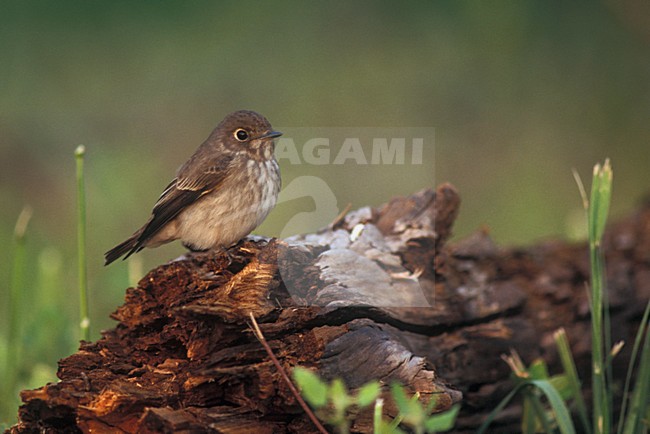 Roetvliegenvanger op trek; Siberian Flycatcher on migration stock-image by Agami/Marc Guyt,
