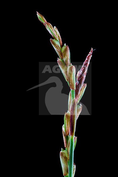 Fingered Sedge, Carex digitata stock-image by Agami/Wil Leurs,