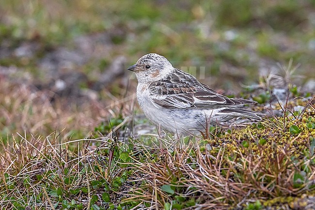 First summer Snow Bunting sitting on the Svalbard tundra near Longyearbyen, Svalbard. June 27, 2010. stock-image by Agami/Vincent Legrand,