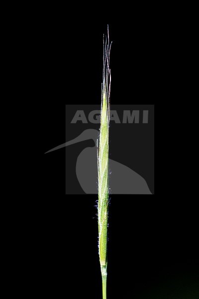 False Brome stock-image by Agami/Wil Leurs,