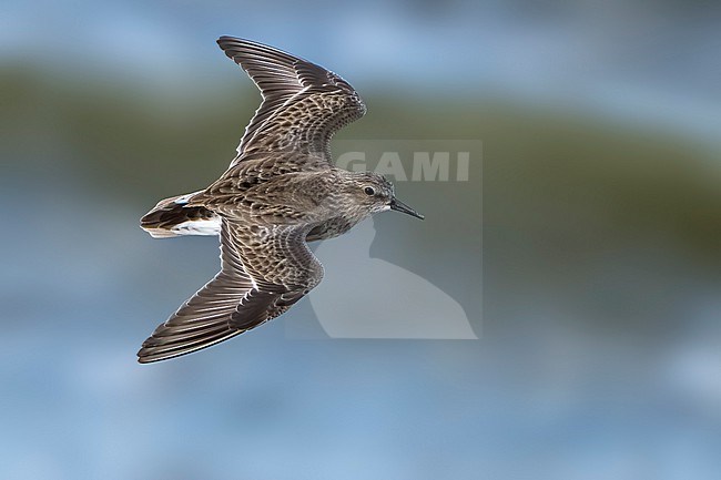 Adult non-breeding
Riverside Co., CA
January 2022 stock-image by Agami/Brian E Small,