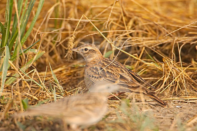 Short-toed Lark standing on the ground; Kortteenleeuwerik  staand op de grond stock-image by Agami/Markus Varesvuo,