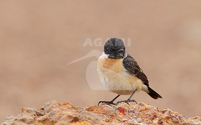 Male Stejneger's Stonechat (Saxicola stejnegeri), Bahkplee, Thailand stock-image by Agami/Helge Sorensen,