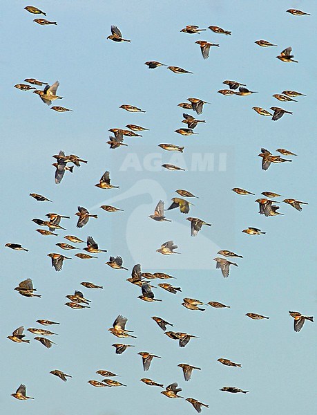 Keep, Brambling, Fringilla montifringilla stock-image by Agami/Tomi Muukkonen,