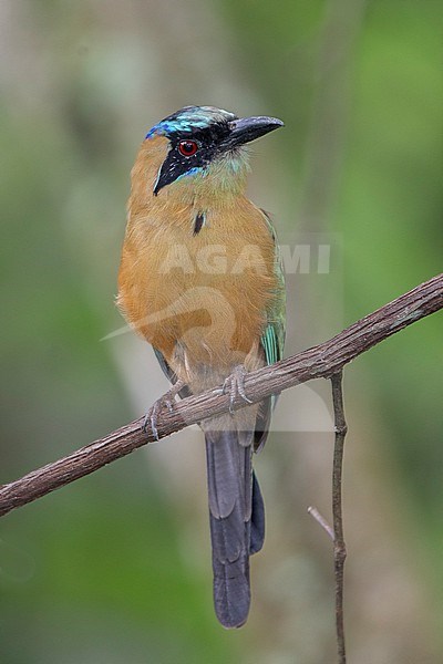 Whooping Motmot (Momotus subrufescens) at Minca, Colombia.  Note tail is not fully formed, so this may be an immature. stock-image by Agami/Tom Friedel,