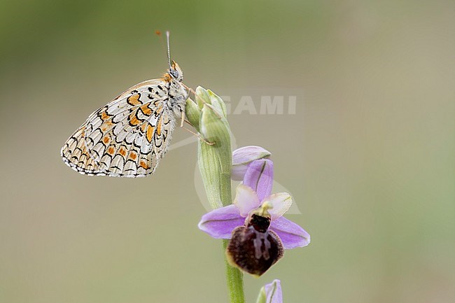Knapweed Fritillary, Melitaea phoebe stock-image by Agami/Wil Leurs,