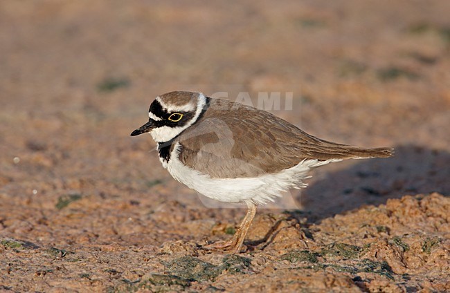 Volwassen Kleine Plevier in zomerkleed; Adult summer Little Ringed Plover stock-image by Agami/Markus Varesvuo,