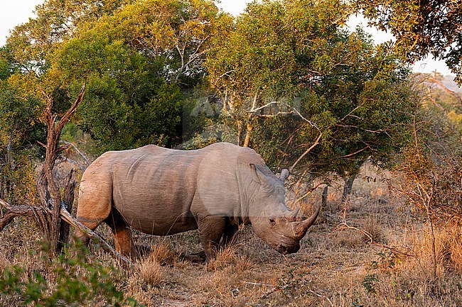 Portrait of a white rhinoceros, Ceratotherium simum. Mala Mala Game Reserve, South Africa. stock-image by Agami/Sergio Pitamitz,