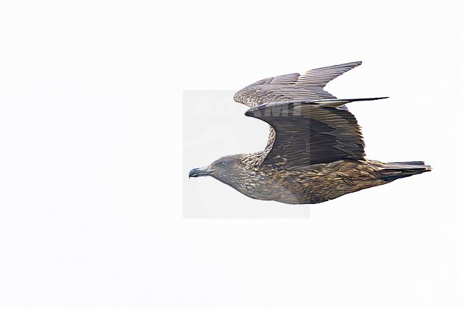  stock-image by Agami/Menno van Duijn,