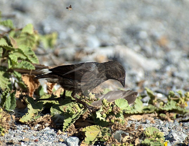 Cactusgrondvink foeragerend, Common Cactus Finch foraging stock-image by Agami/Roy de Haas,