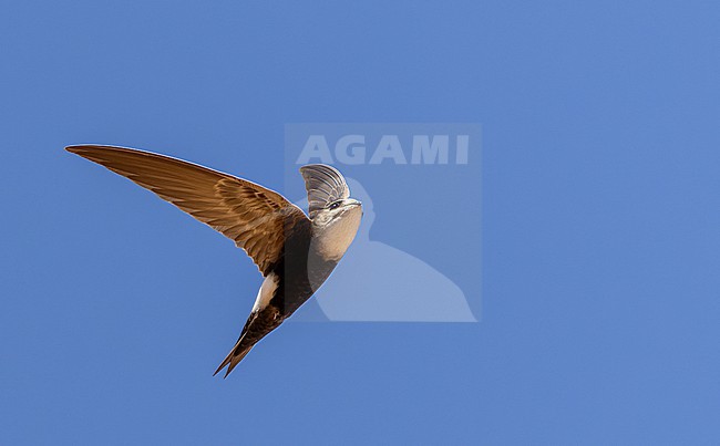 Horus Swift (Apus horus) in flight in Africa. stock-image by Agami/Ian Davies,