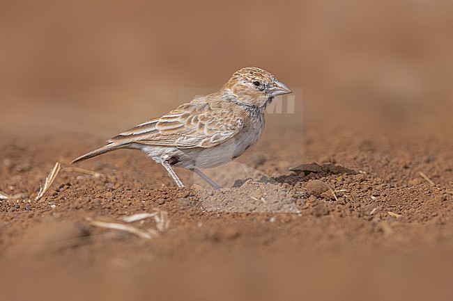 First-winter male Cape Verde Black-crowned Sparrow-Lark (Eremopterix nigriceps nigriceps) sitting on the ground in Moia Moia, Santiago, Cape Verde. stock-image by Agami/Vincent Legrand,