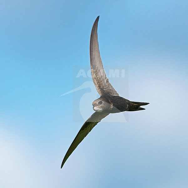 Common Swift (Apus apus) flying, migrating with high speed in blue sky showing underside stock-image by Agami/Ran Schols,